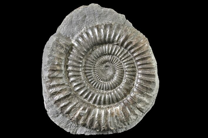 Ammonite (Dactylioceras) Fossil - England #163025